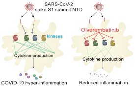 Olverembatinib is a potent inhibitor of Omicron NTD-mediated cytokine release