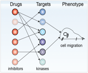 Kinase targets of inhibitors