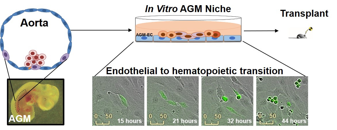 Formation of hematopoietic cells from hemogenic precursors on AGM endothelial niche stroma in vitro 