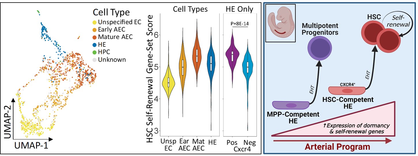 AGM-derived cells during HSC development in the mouse embryo.