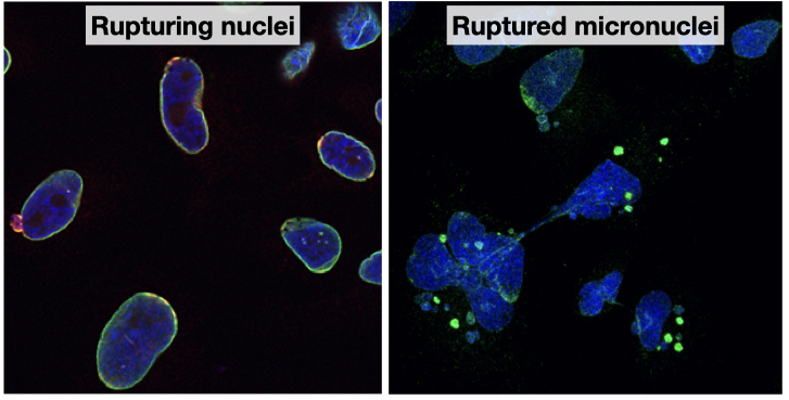 Rupturing nuclei and micronuclei