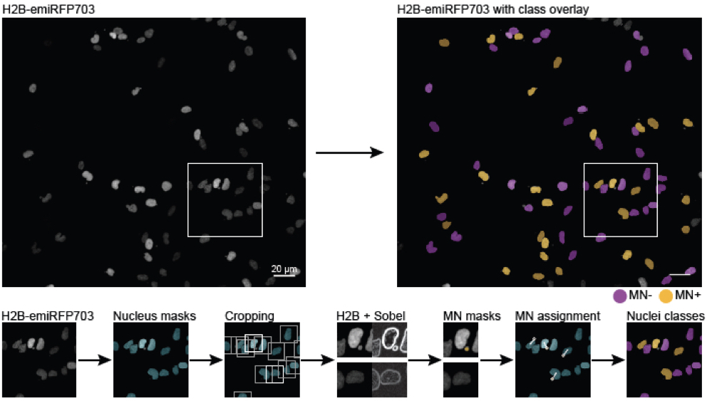 Aneuploidy