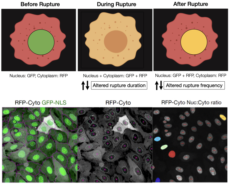 A general model of nuclear membrane rupture and repair