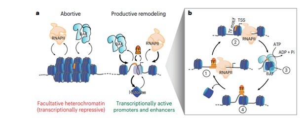 Model of RNAPII, BAF and DNA-sequence-specific TFs working synergistically for productive chromatin remodeling and nucleosome eviction