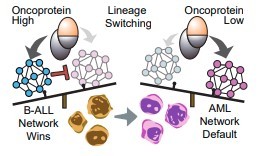 Model of lineage switching mediated by KMT2A-fusion oncoprotein expression levels