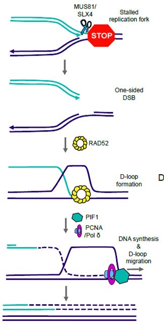 Model of Break-Induced Replication (BIR). Replication fork stalling results in a one-sided double-strand break. 