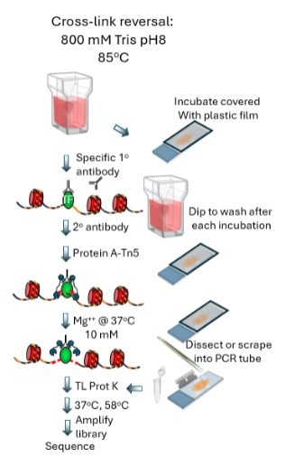 Workflow for FFPE-CUTAC