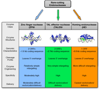 DNA cleavage enzymes