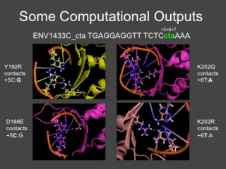 HE DNA interaction