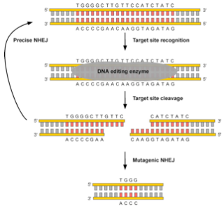 Targeted gene knockout