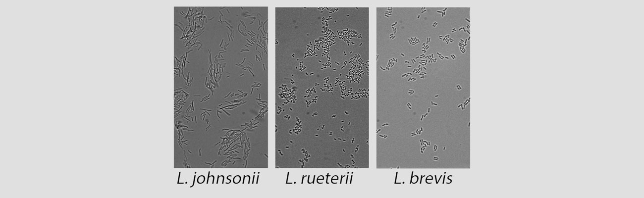 Bright field images of Lactobacillus strains isolated from mouse gut.