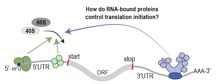 How do proteins that bind at both ends of an mRNA control translation initiation?