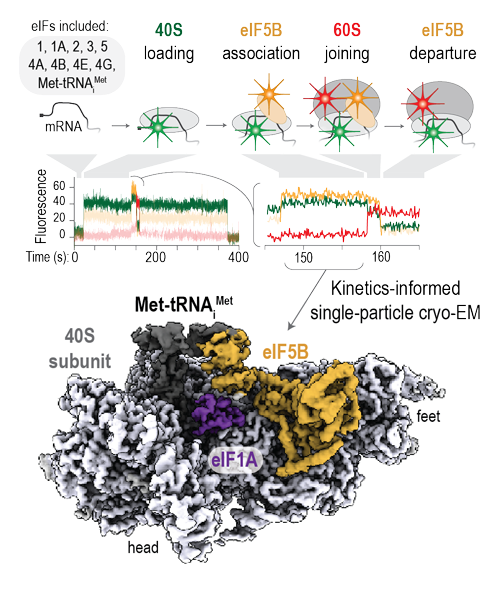 Paired single-molecule and structural analyses establish molecular mechanisms. 