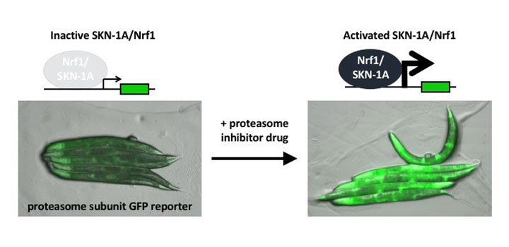 GFP reporter