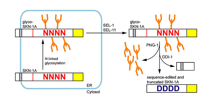 Pathway model