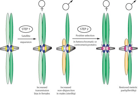 Centromere drive model