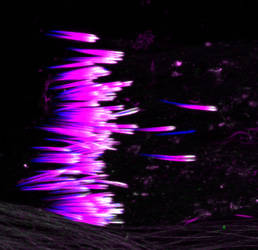 Multiple divergent actin-related proteins (Arps) localize to actin cones during Drosophila sperm development 