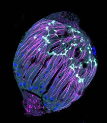 A D. melanogaster Arp also localizes to the actin-coated fusome in the testis