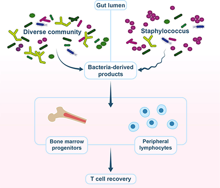 Staphylococcal species present in the intestinal tract