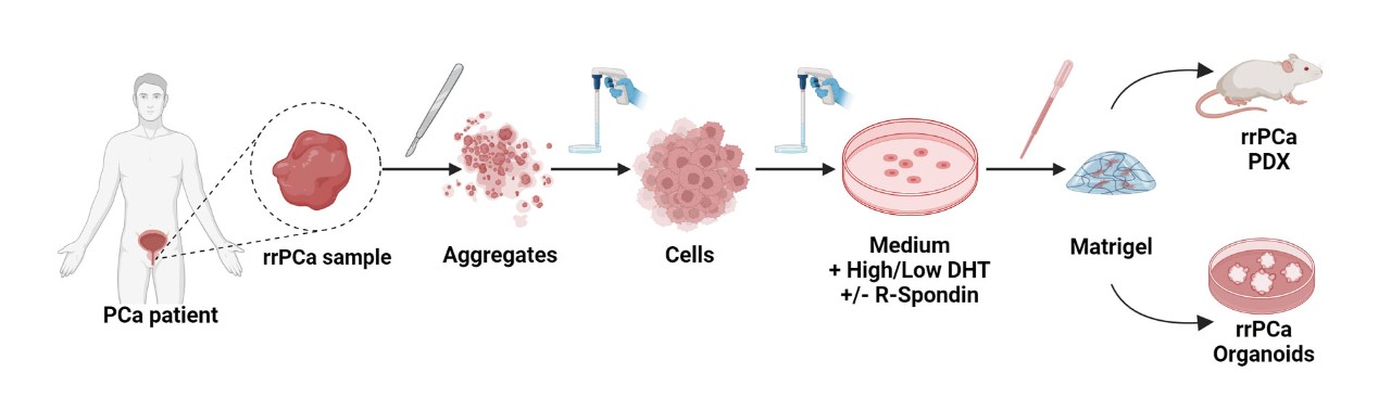 Flowchart from human tissue to mouse