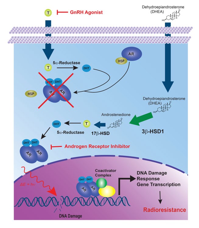 Genetic and Epigenetic Mechanisms in Prostate Cancer