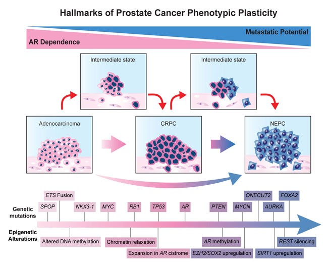 Cell Lineage Plasticity in Urogenital Cancers