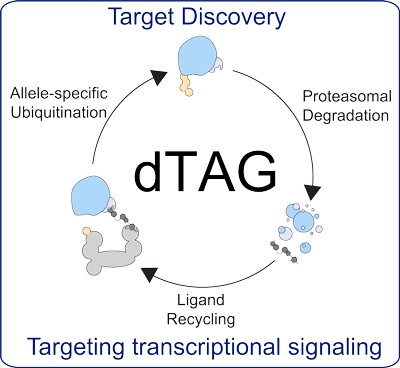 Image of: Target Discovery, Targeting Transcriptional Signaling