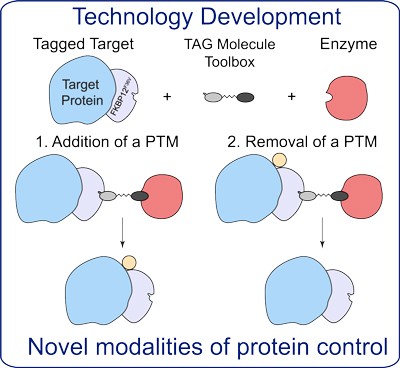 Image of: Technology Development, Novel Modalities of Protien Control