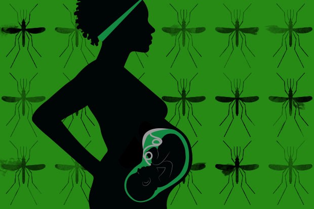 Maternal cells influence malaria in her offspring 