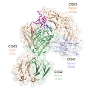 Graphic of structure-based vaccine approach.