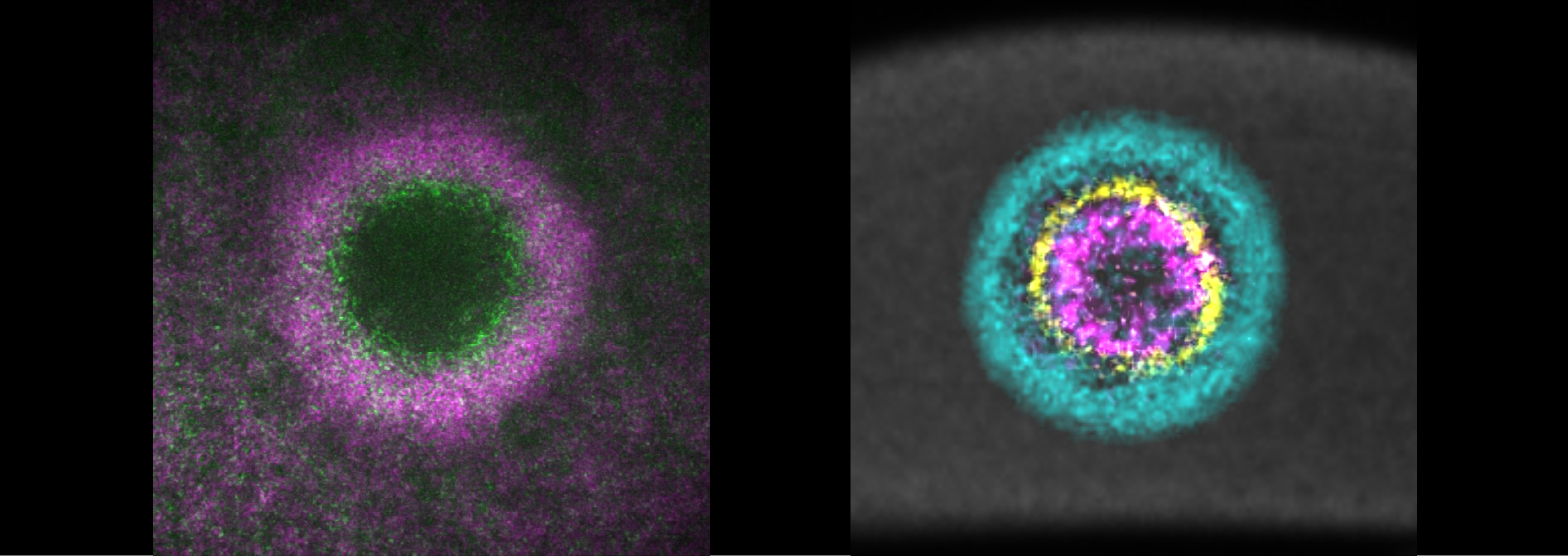 Scientific image of MCWH