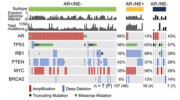 androgen receptor graphic