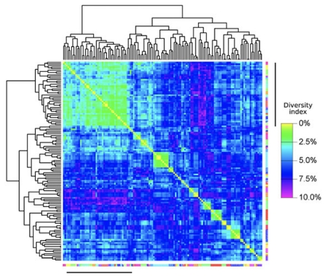 graphic showing diversity index of tumor molecular heterogeneity within and between individuals.