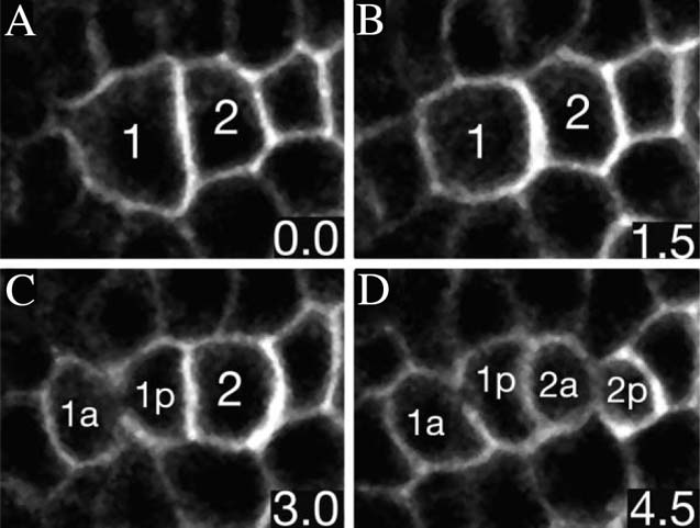 Cells during division that express MOM-5 protein tagged with GFP