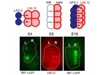 Notch signaling in the developing C. elegans intestine