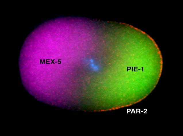 PIE-1, a novel, cytoplasmic/nuclear protein 