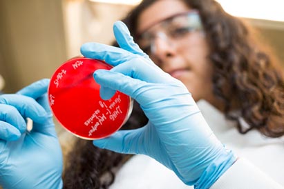 Researchers working in Salama lab