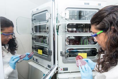 Researchers working in the Salama lab