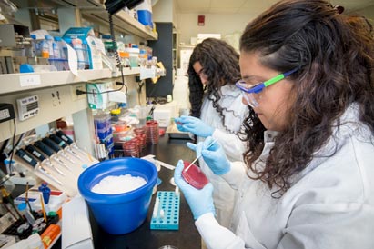 Researchers working in the Salama lab