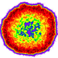 HSV-2 Dynamics