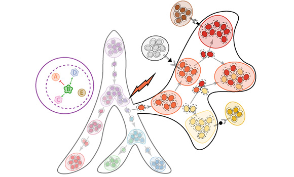 Disruption of developmental mechanisms in disease