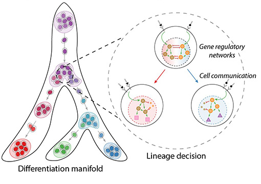 Computational methods to infer lineage decision mechanisms