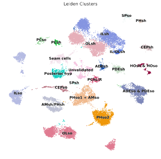 Image representation of UMAP clustering of all glia of the nervous system, across sexes