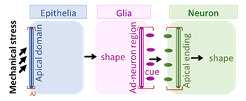 epithelia-glia