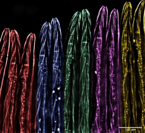 C. elegans have 56 glia and 302 neurons
