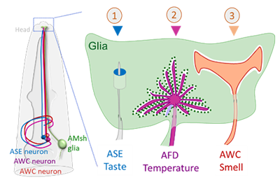 single glia uses different molecular pathways