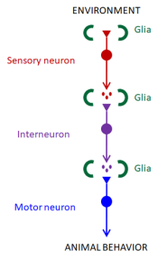 Glia interact with neurons throughout a neural circuit