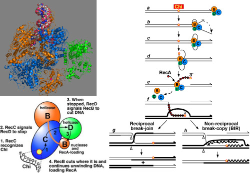 Crystal structure of RecBCD enzyme bound to DNA; a pathway for RecBCD-promoted recombination in E. coli and signal transduction model.