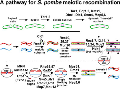 A pathway for S. pombe meiotic recombination