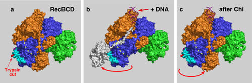 Crystal structure of RecBCD enzyme bound to DNA; a pathway for RecBCD-promoted recombination in E. coli and signal transduction model.